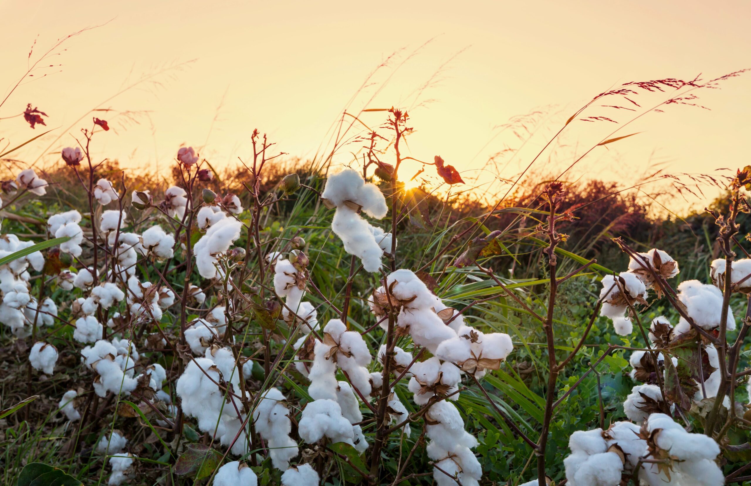 impact of cotton on the environment