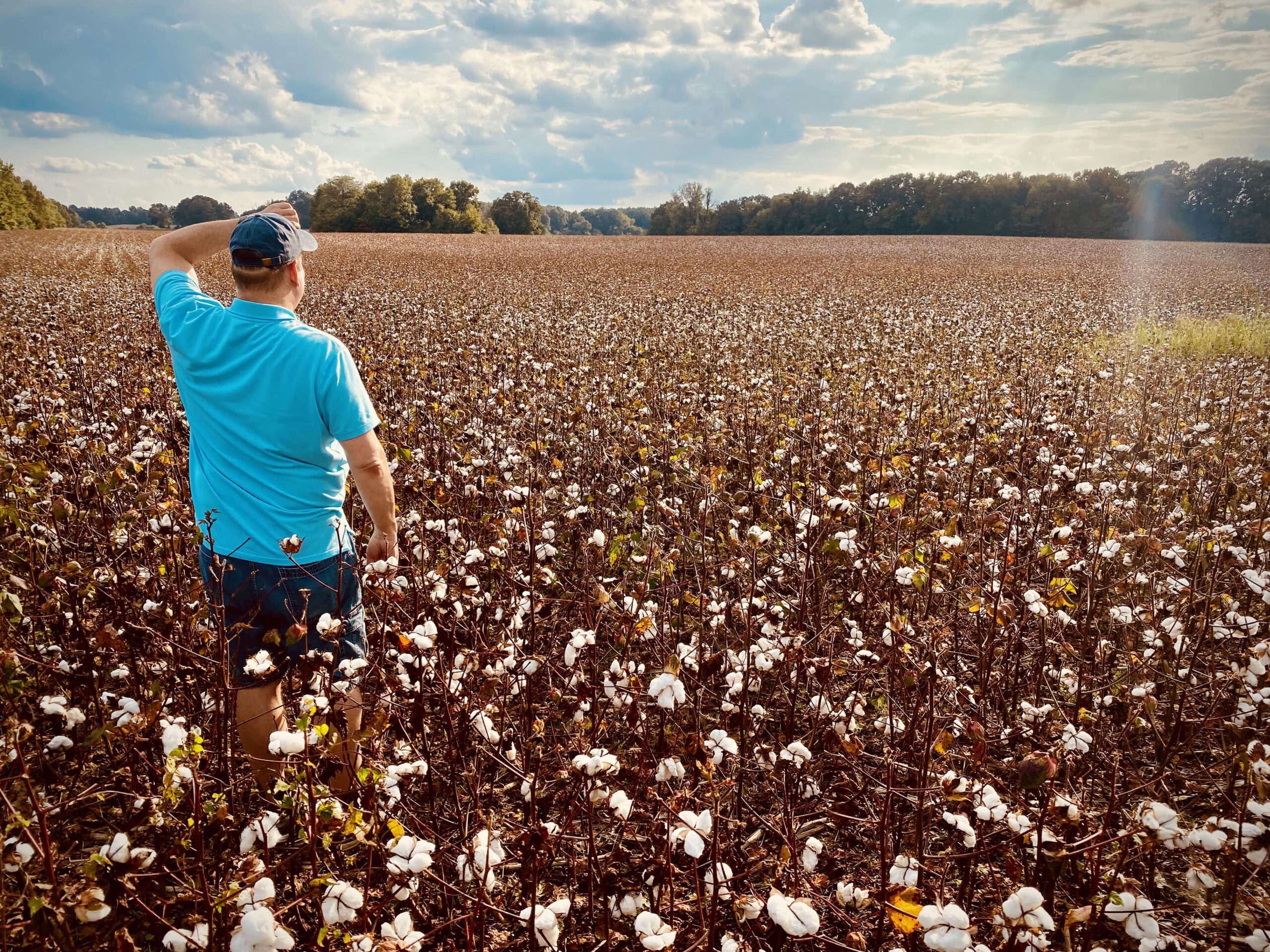 cotton farmer stands in a cotton field.