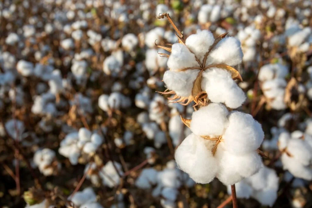 How Is Cotton Made And Why Is It So Bad?
